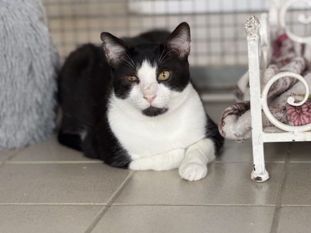 Leo - Chat Européen à adopter