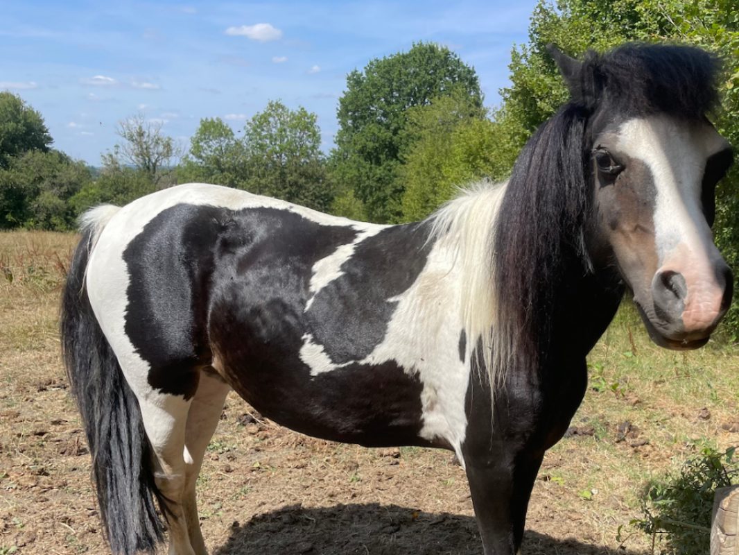 Milky - Equidé Poney à adopter
