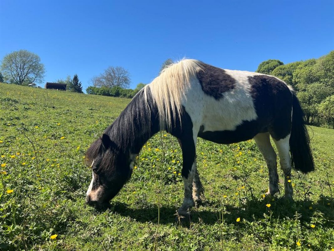 Milky - Equidé Poney à adopter - photo 2