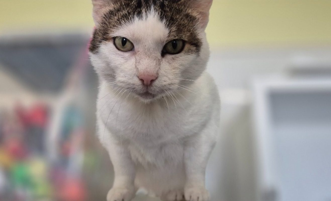 Petite fleur - Chat Européen à adopter