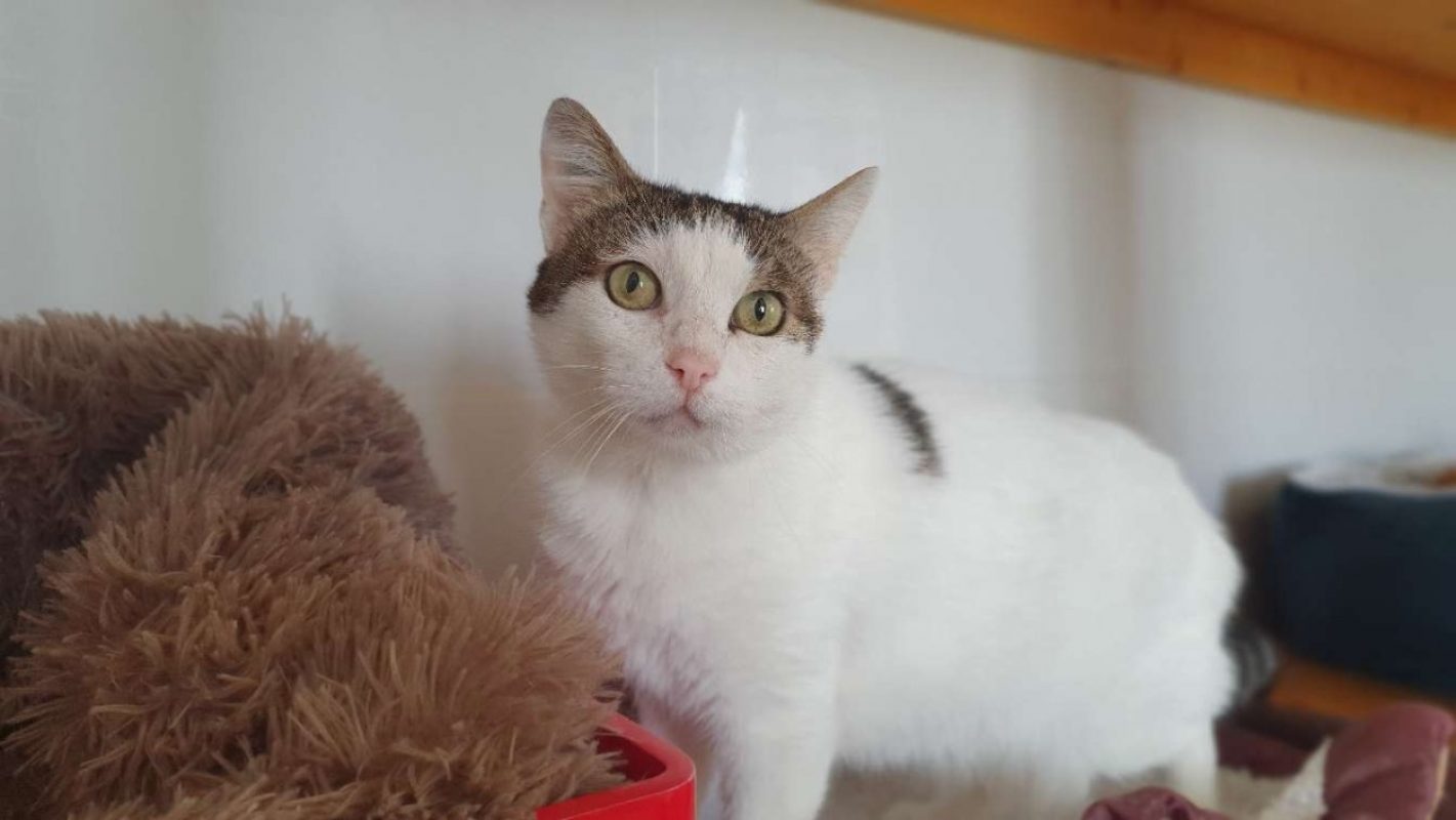 Petite fleur - Chat Européen à adopter - photo 2