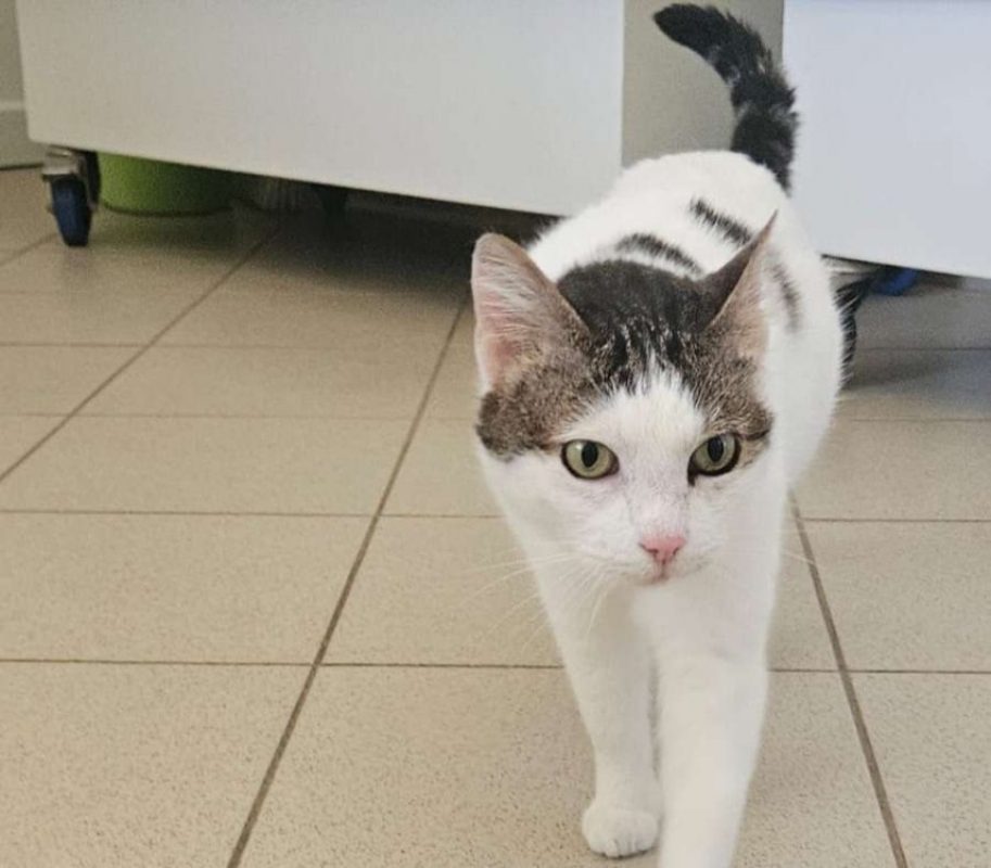Petite fleur - Chat Européen à adopter - photo 3