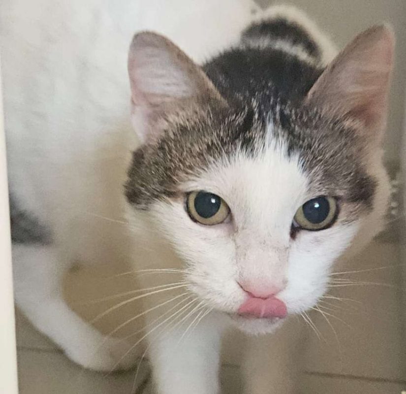 Petite fleur - Chat Européen à adopter - photo 4