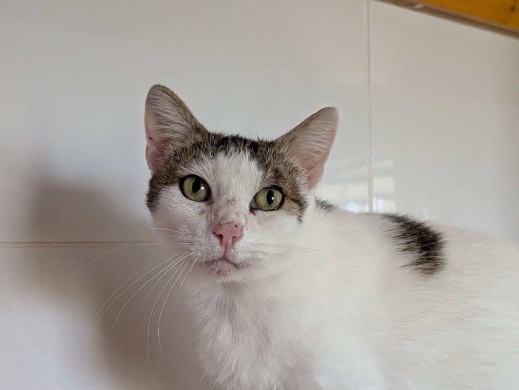 Petite fleur - Chat Européen à adopter