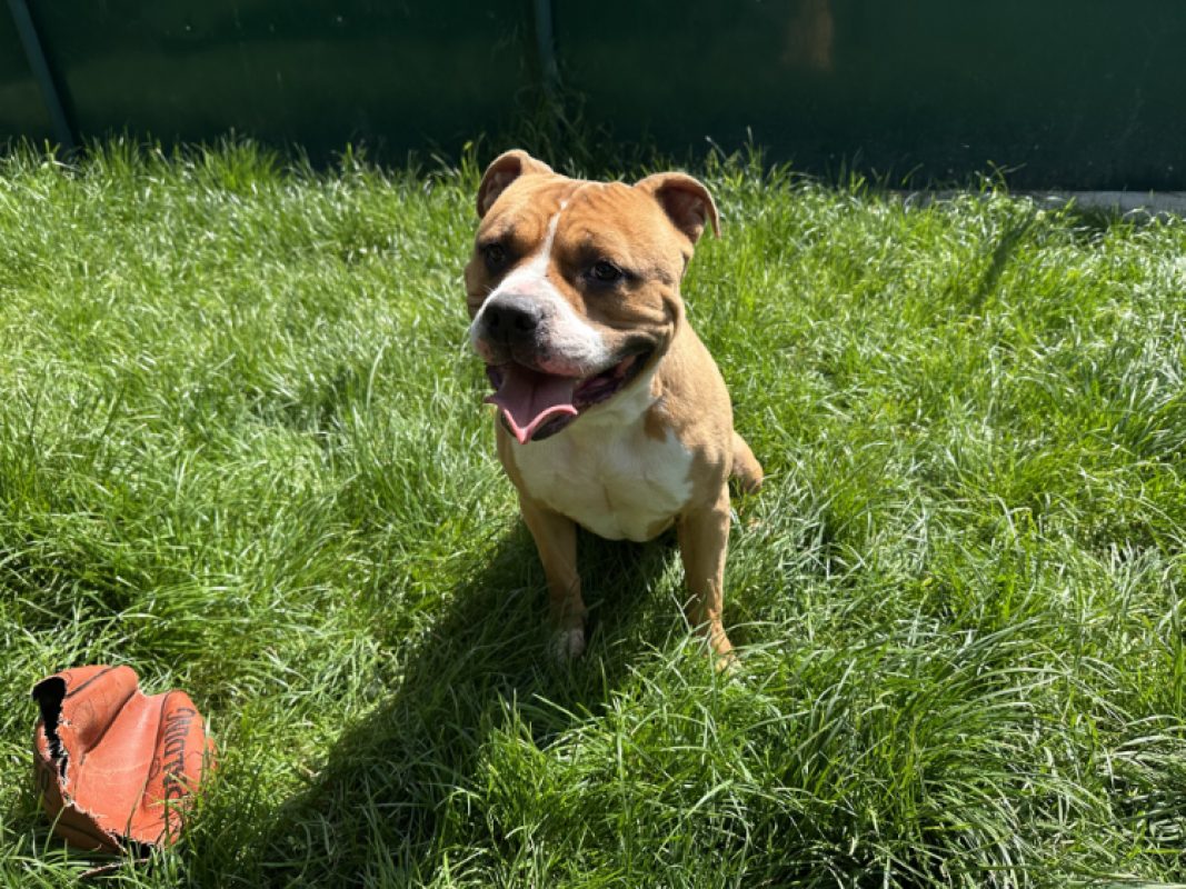 Roy - Chien à adopter