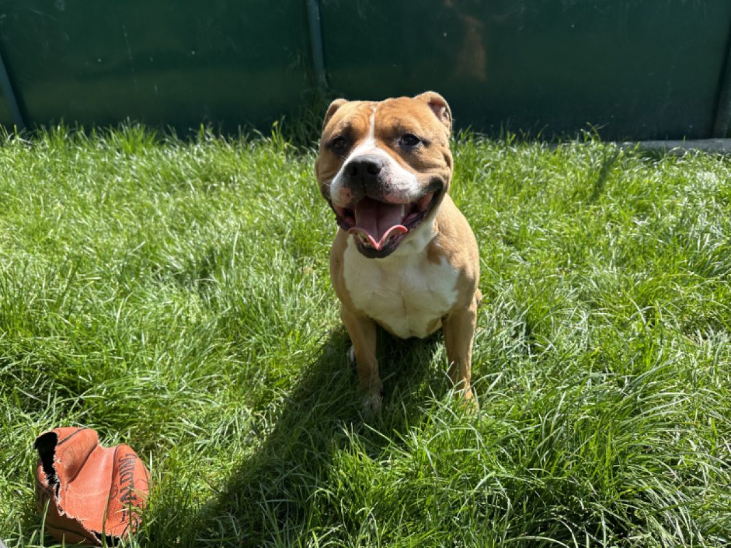 Roy - Chien à adopter - photo 2