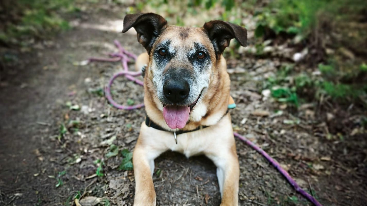 Odin - Chien à adopter