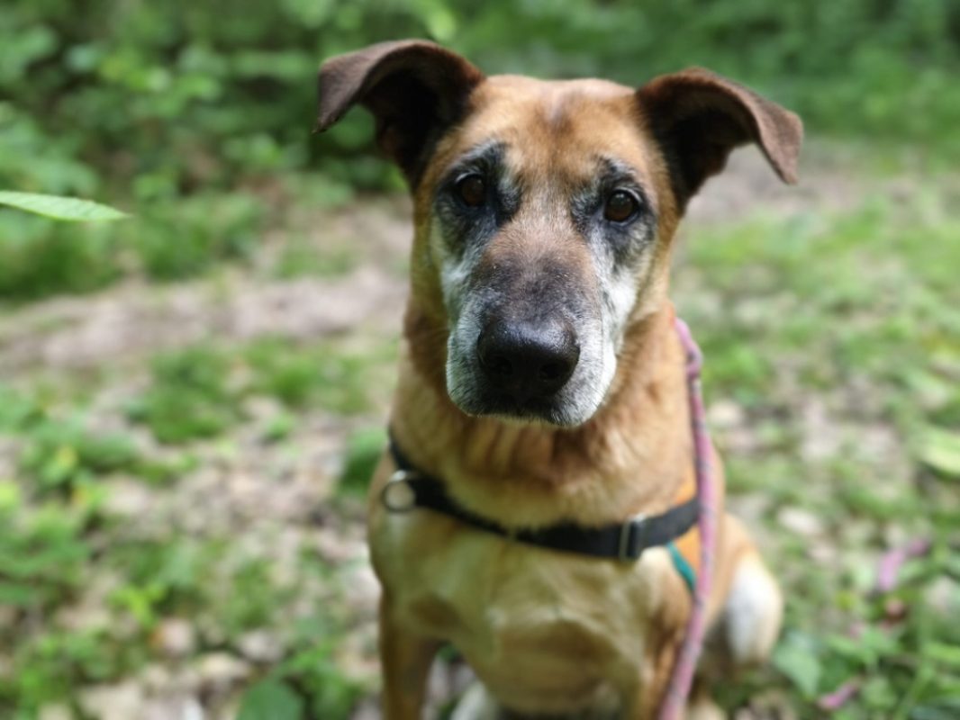 Odin - Chien à adopter - photo 2