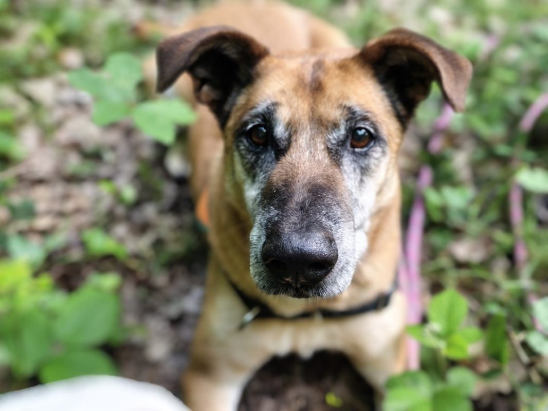 Odin - Chien à adopter - photo 3