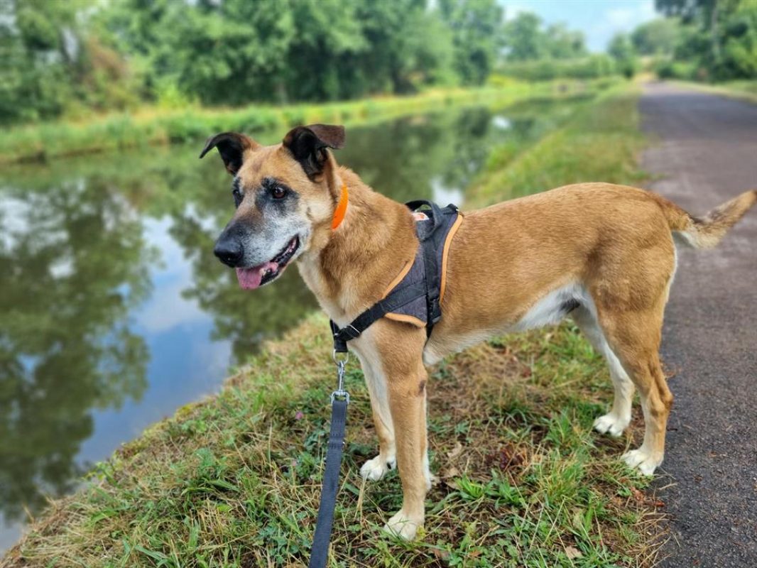 Odin - Chien à adopter - photo 4