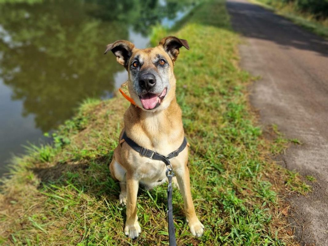 Odin - Chien à adopter - photo 5