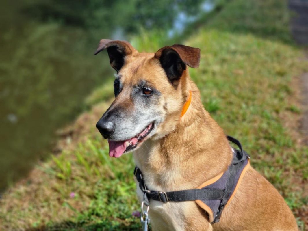 Odin - Chien à adopter - photo 6