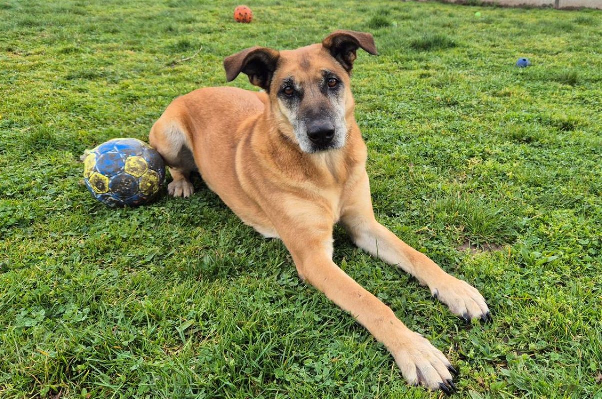Odin - Chien à adopter - photo 7