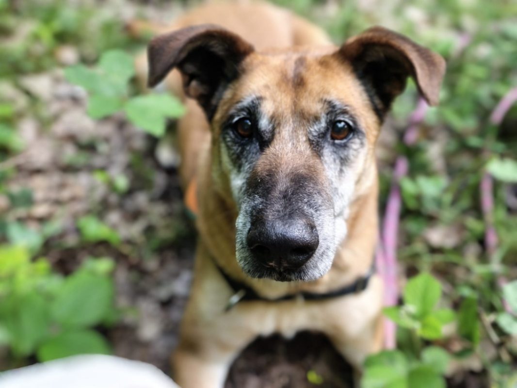 Odin - Chien à adopter - photo 8