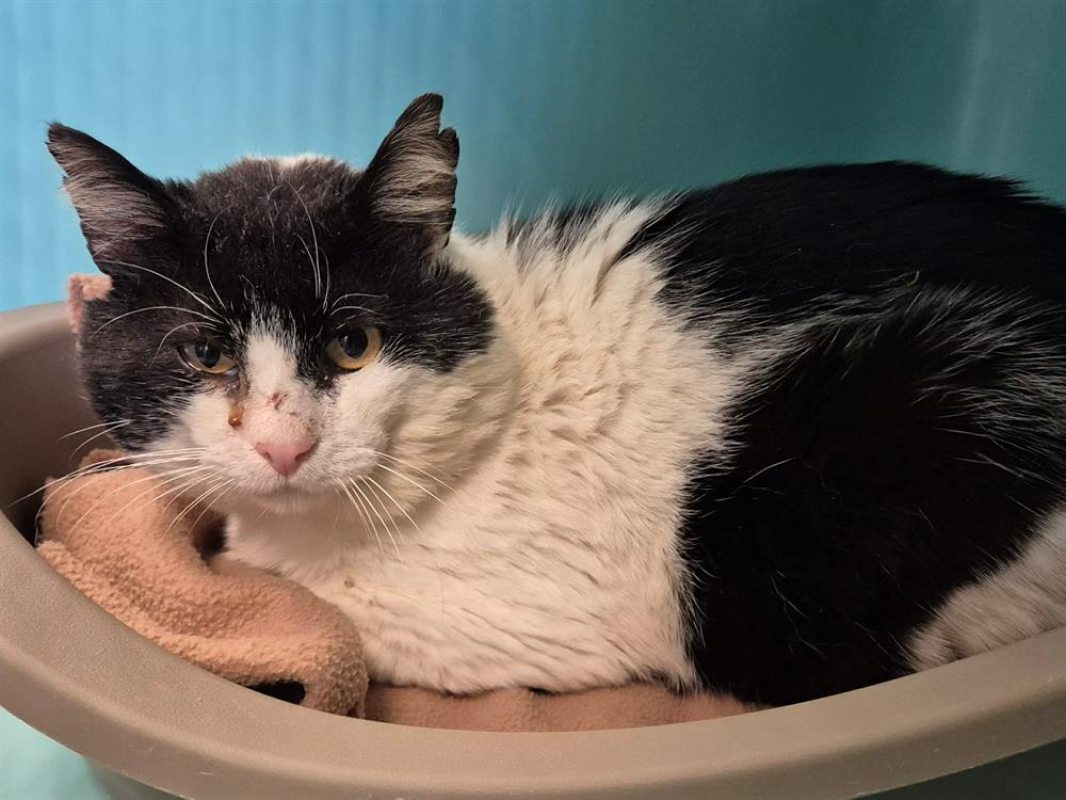 Photo #1 de Barbossa