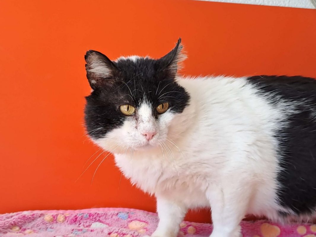 Barbossa - Chat Européen à adopter