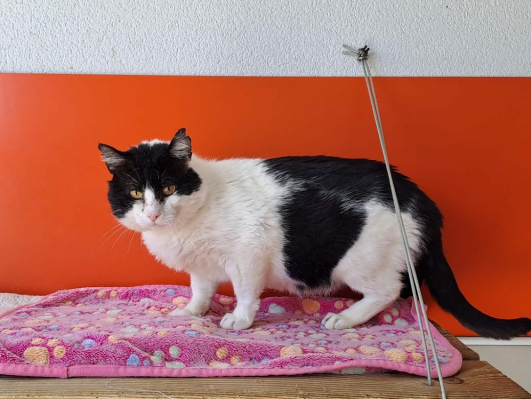Barbossa - Chat Européen à adopter - photo 2