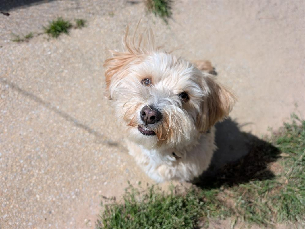 Photo #1 de Sherlock