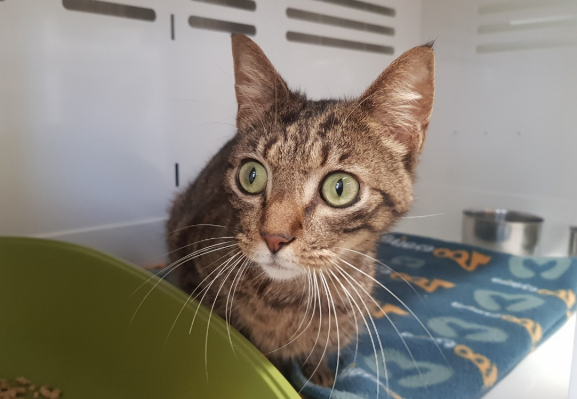 Photo de Tyson