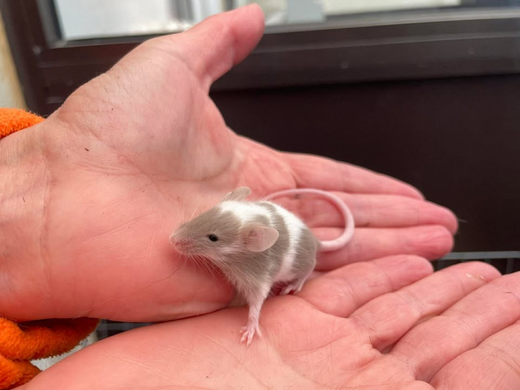 Photo de Bob