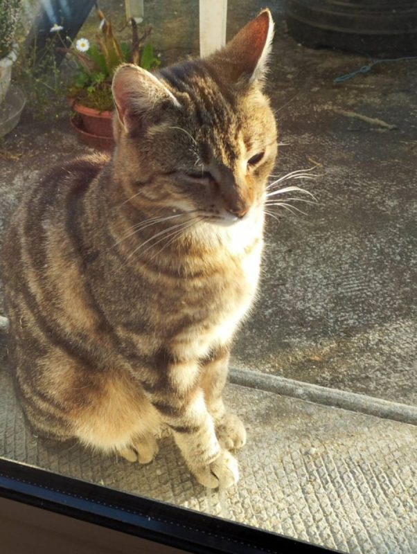 Photo #3 de SECOTINE