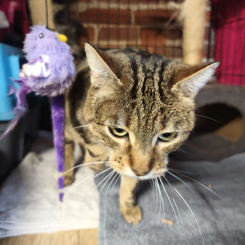 Photo #4 de SECOTINE