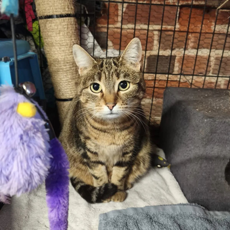 Photo #1 de SECOTINE