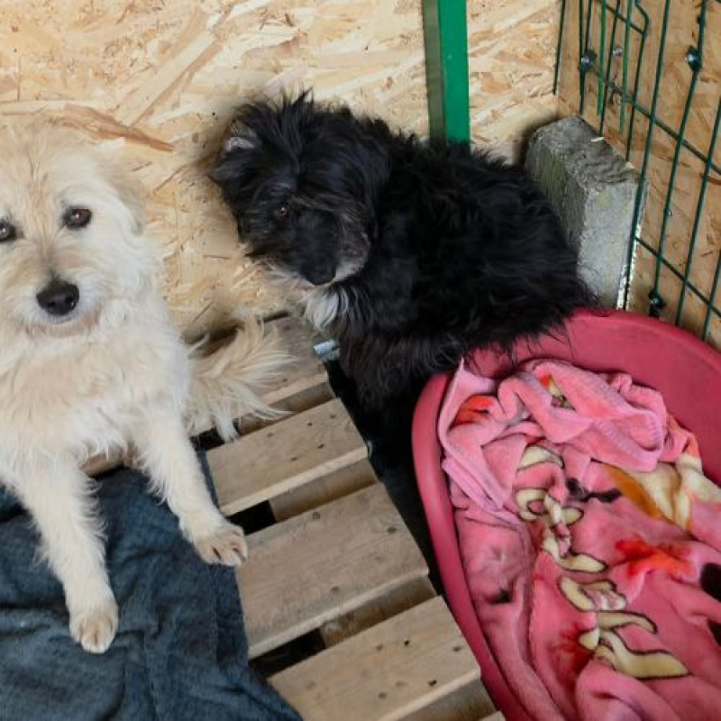 Photo #4 de LADY SUNSHINE