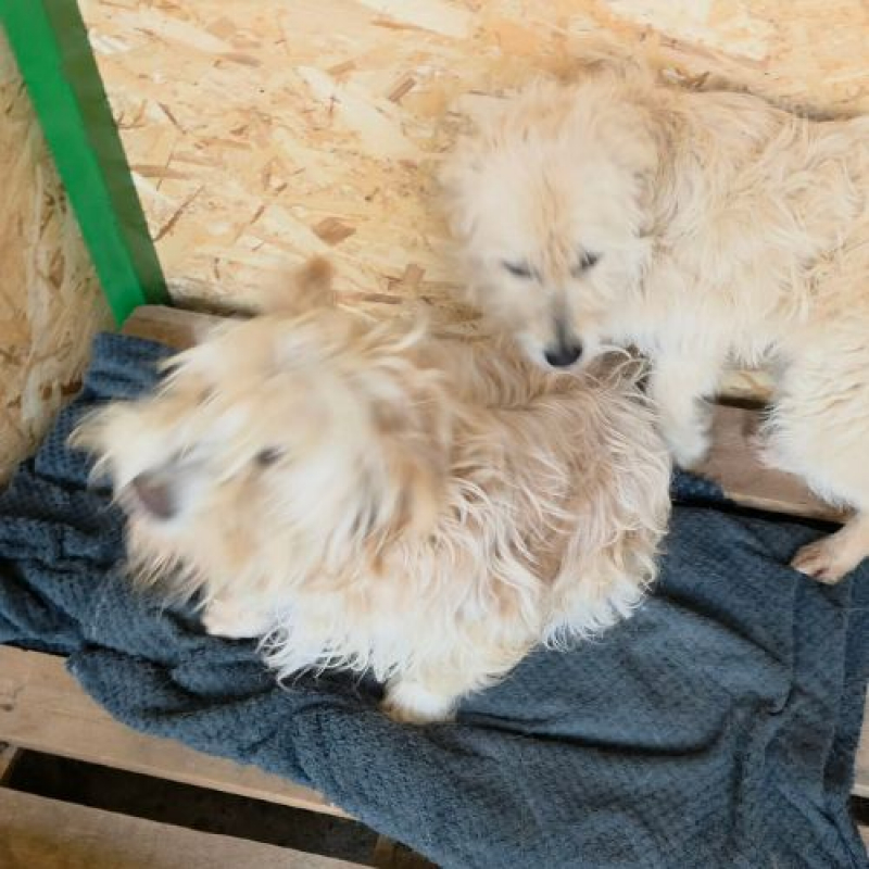 Photo #6 de LADY SUNSHINE