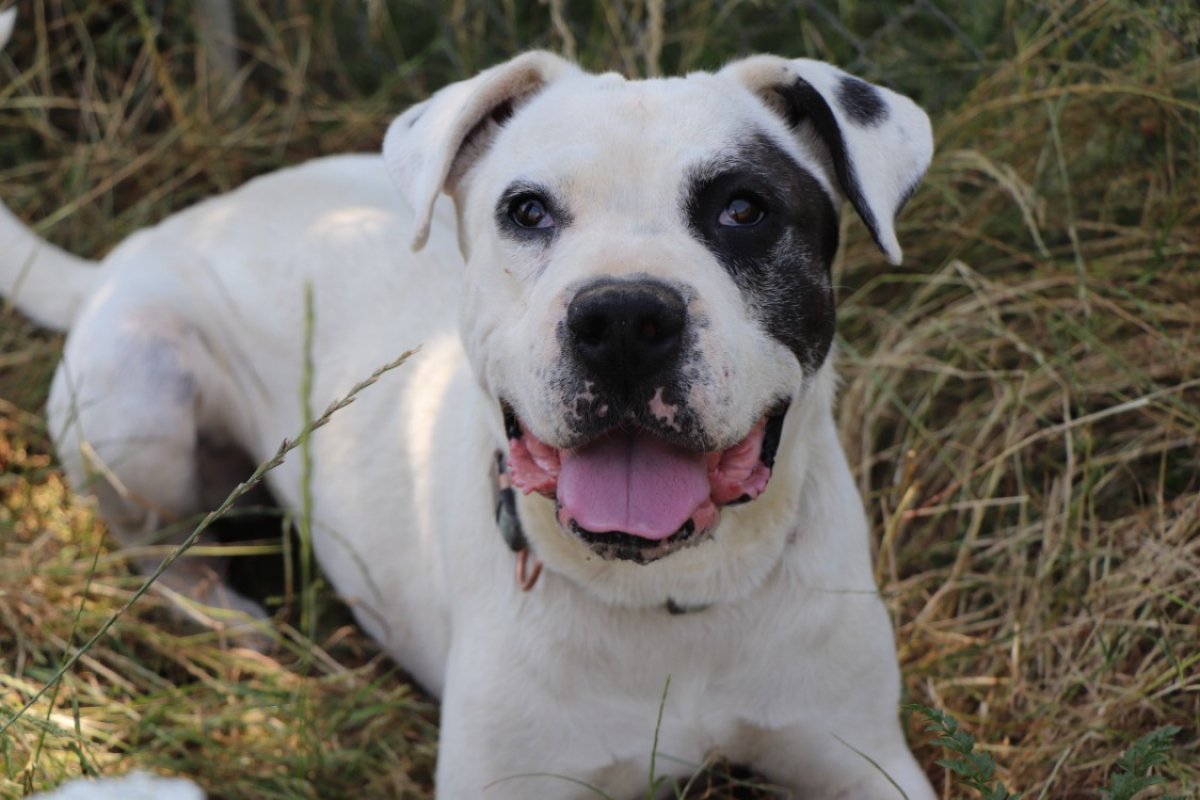 Photo #1 de Naïka