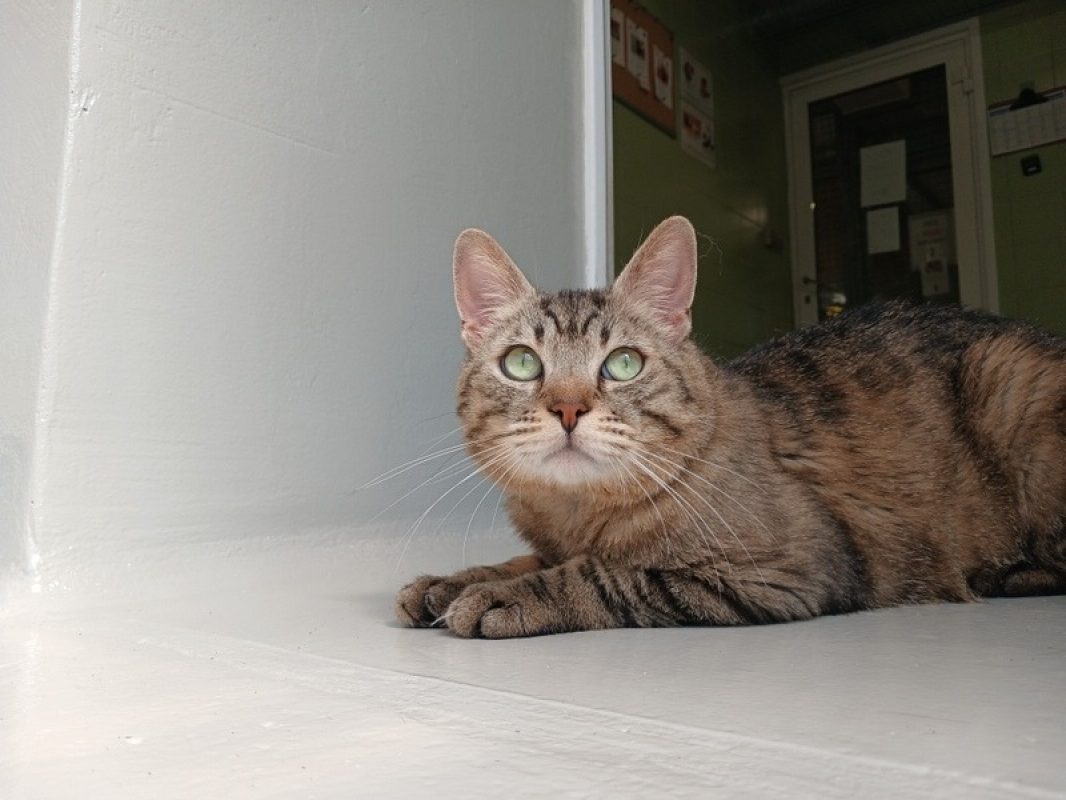 Sweety - Chat Européen à adopter