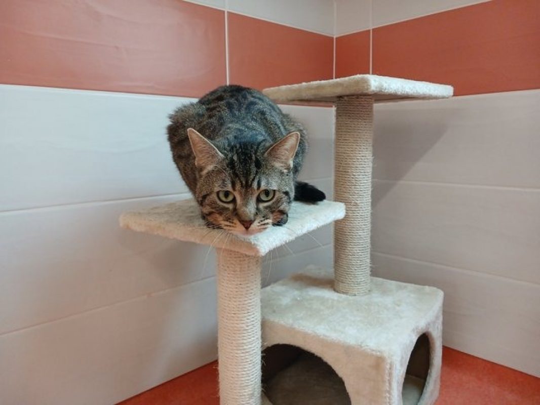 Sweety - Chat Européen à adopter - photo 4