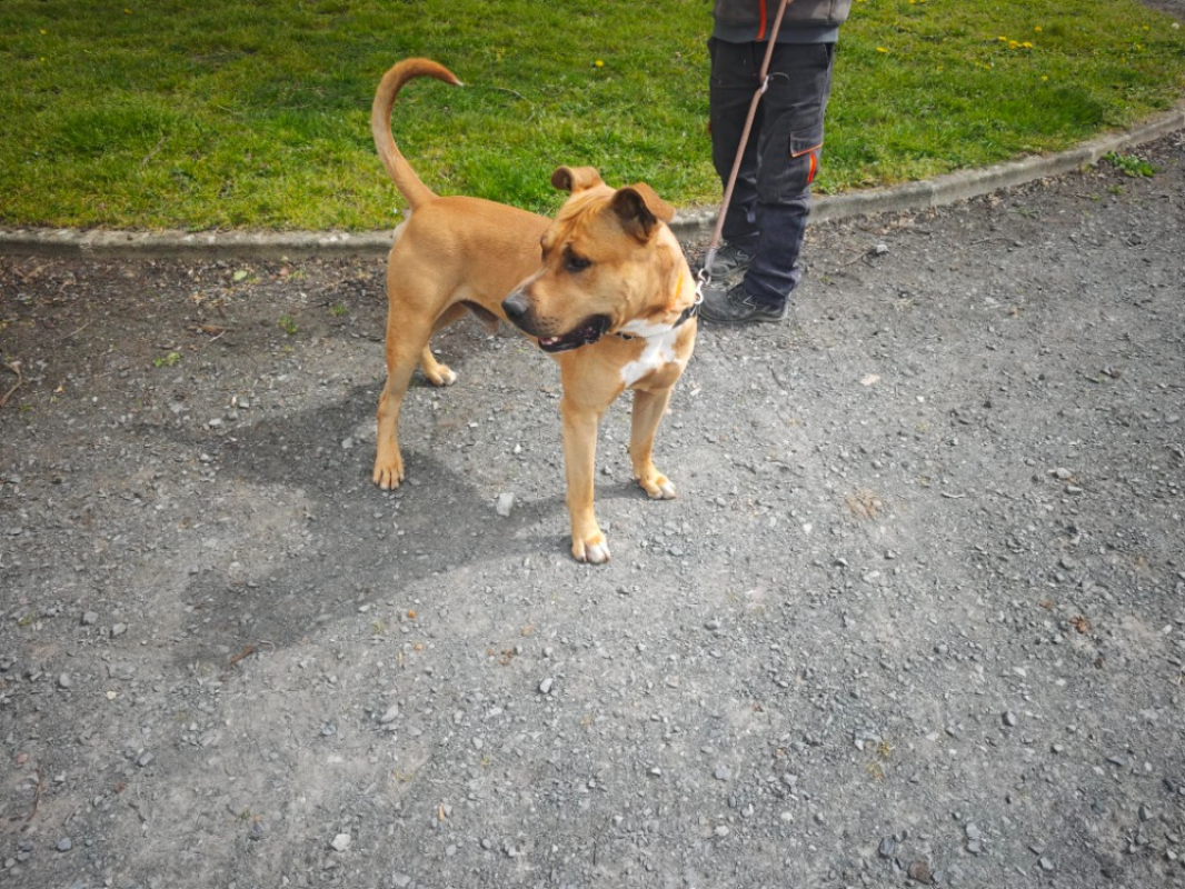 Photo #2 de Balou