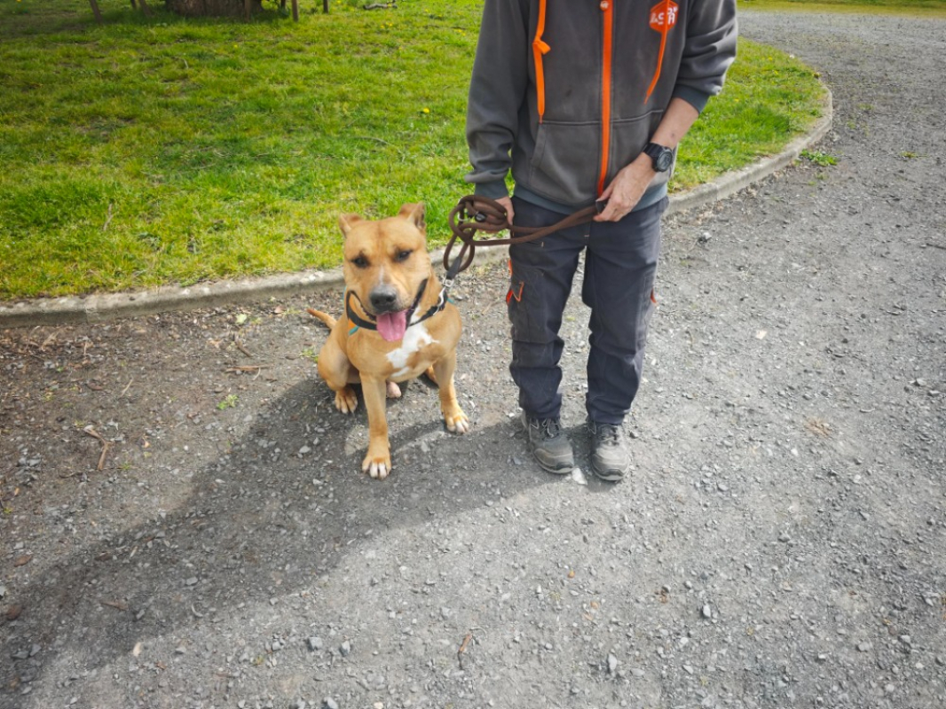 Photo #3 de Balou