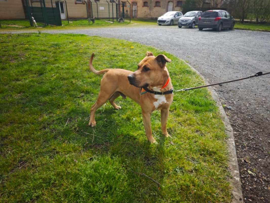Balou - Chien à adopter