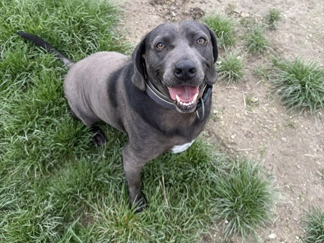 Ekho - Chien à adopter