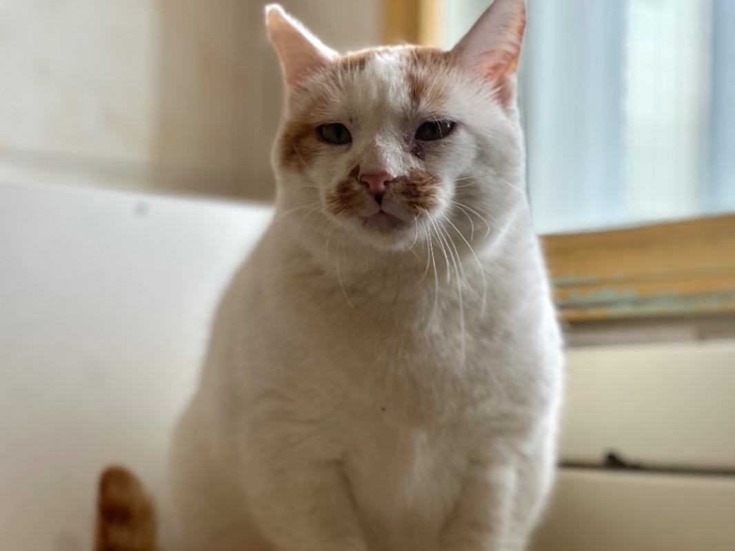 Photo #2 de Chelki