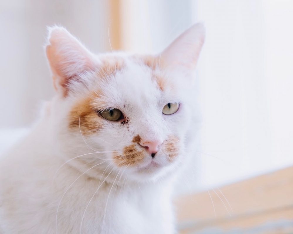 Chelki - Chat Européen à adopter