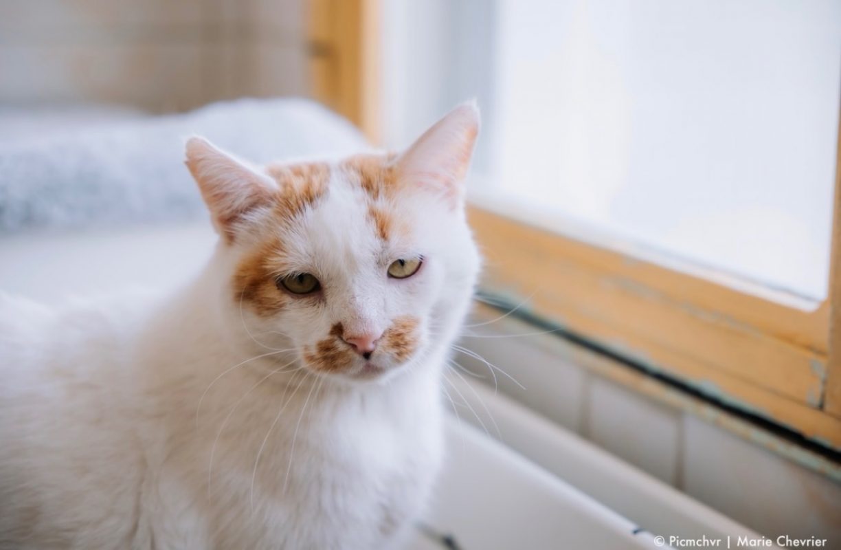 Chelki - Chat Européen à adopter - photo 2