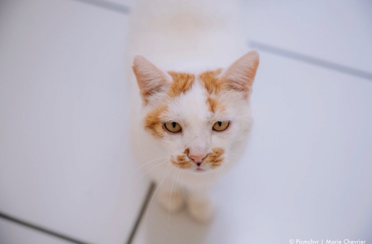Chelki - Chat Européen à adopter - photo 3