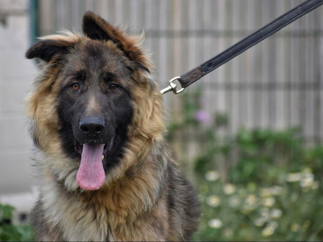 Jules - Chien Berger Allemand à adopter