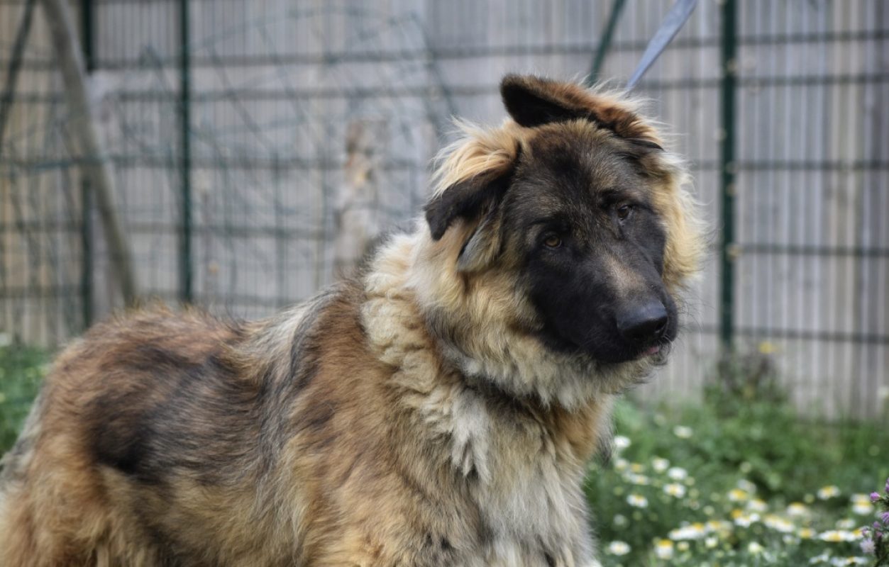 Jules - Chien Berger Allemand à adopter - photo 2