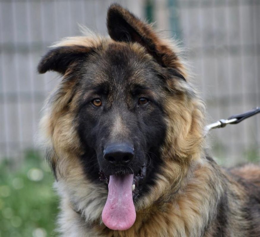 Jules - Chien Berger Allemand à adopter - photo 3