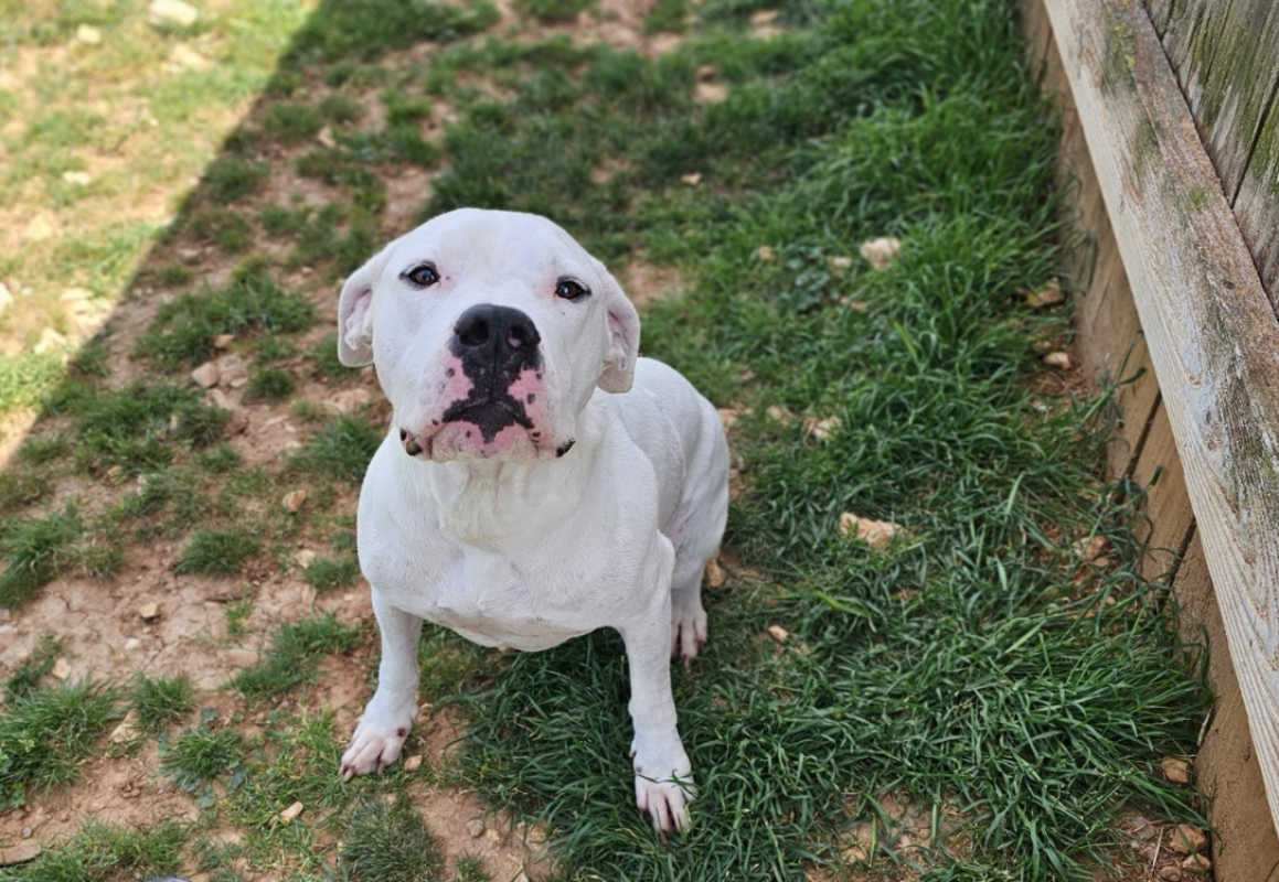 Photo de Thor