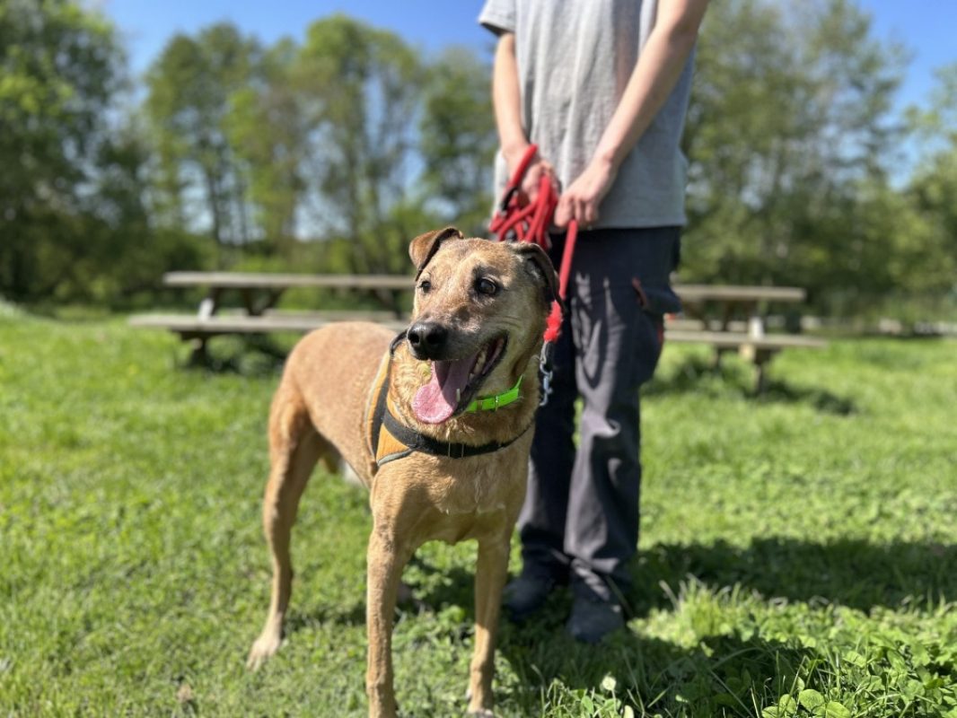 Pepper clayton - Chien à adopter