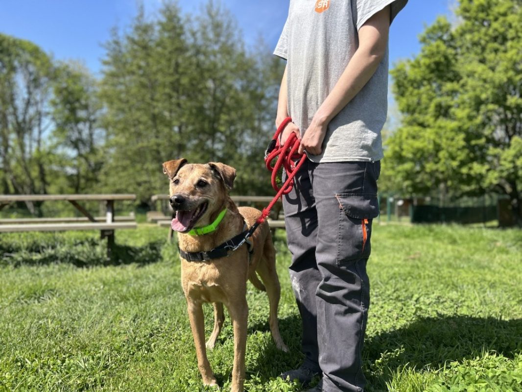 Pepper clayton - Chien à adopter - photo 2