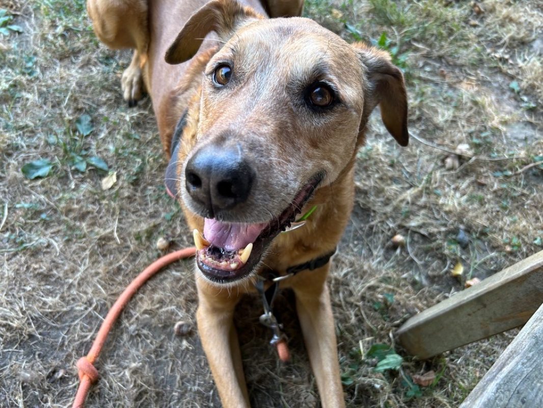 Pepper clayton - Chien à adopter - photo 3