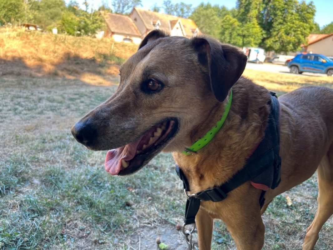 Pepper clayton - Chien à adopter - photo 4