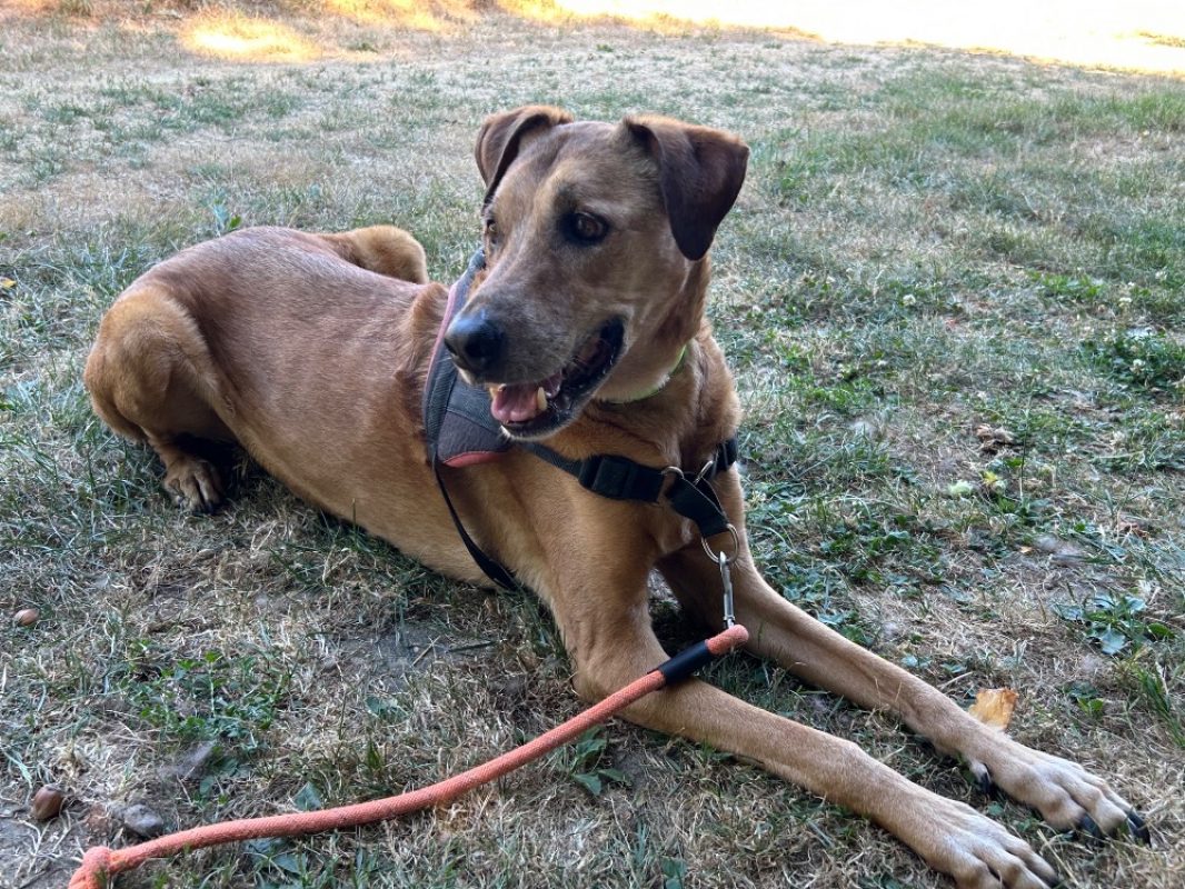Pepper clayton - Chien à adopter - photo 5