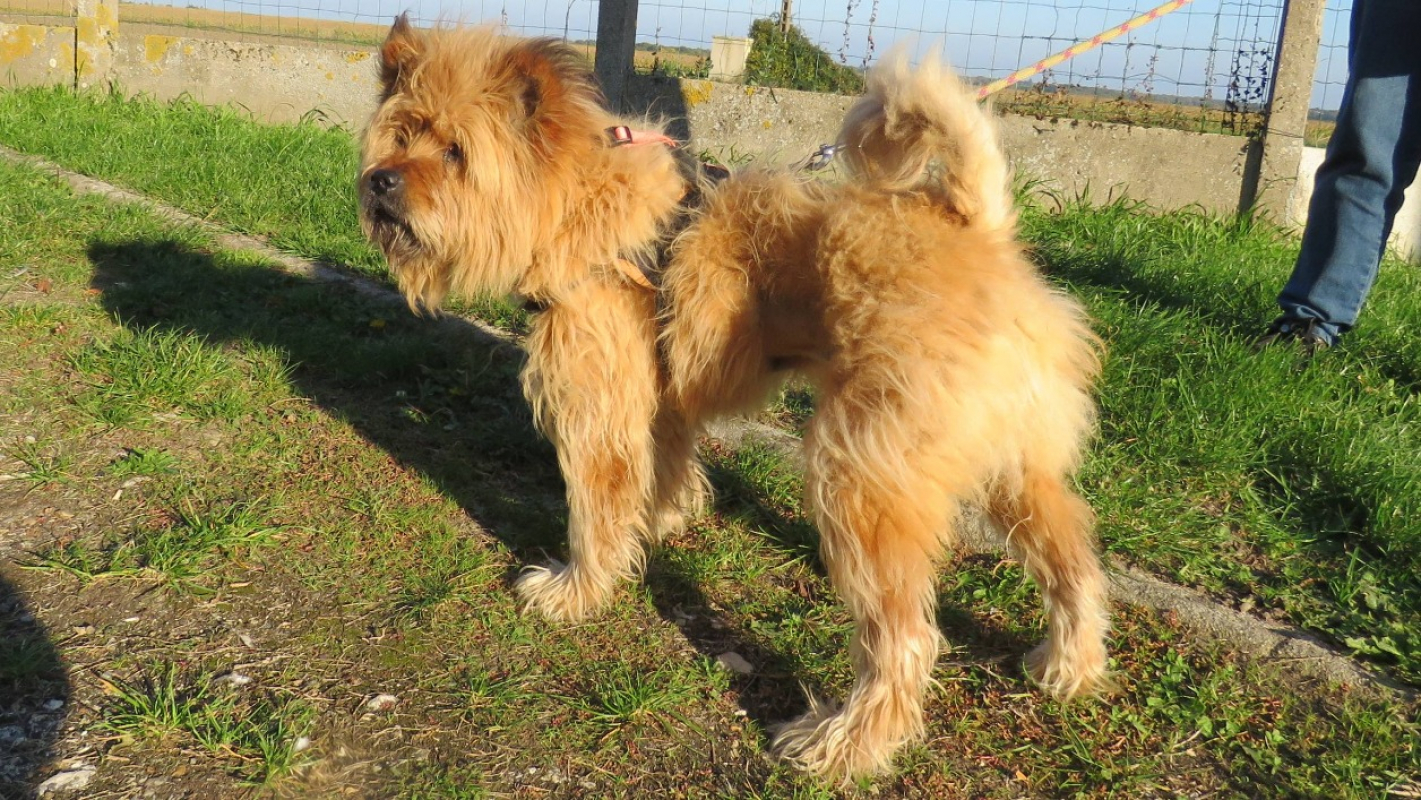 Photo #2 de Coquette